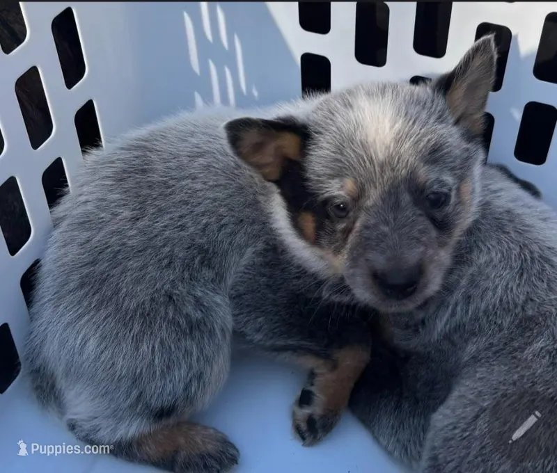 Teddy – Australian Cattle Dog puppy for sale in Denton, TX
