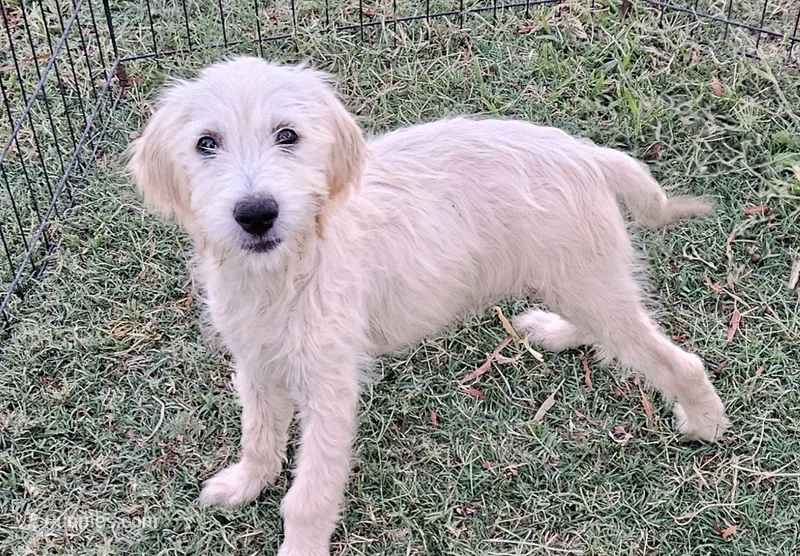 F1 Susie – Goldendoodle puppy for sale in Denton, TX