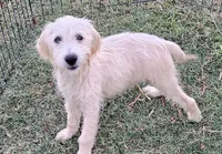 F1 Susie, a female Goldendoodle for sale in Denton, TX – 1 of 1