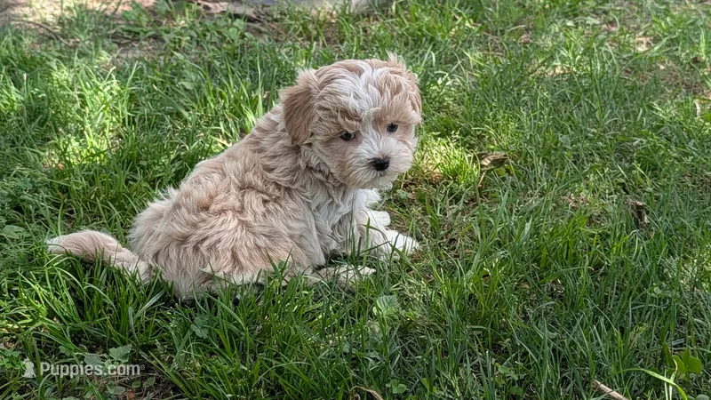 Kip – Maltipoo puppy for sale in Denton, TX