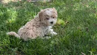 Kip, a male Maltipoo for sale in Denton, TX – 1 of 1