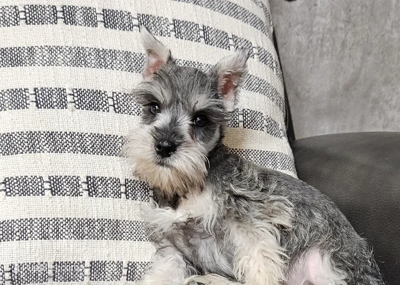 Bobby – Miniature Schnauzer puppy for sale in Denton, TX
