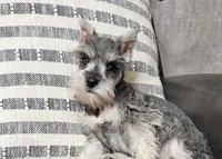 Bobby, a male Miniature Schnauzer for sale in Denton, TX – 1 of 1
