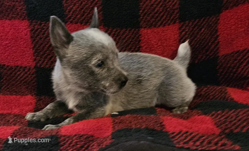 Bo – Australian Cattle Dog puppy for sale in Denton, TX
