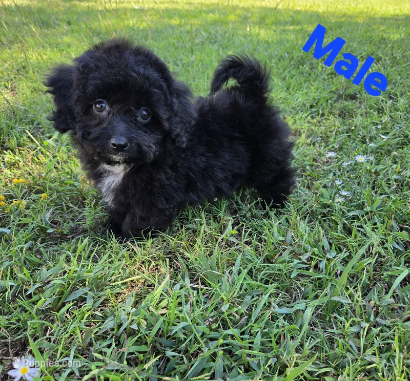 Bo – Maltipoo puppy for sale in Denton, TX