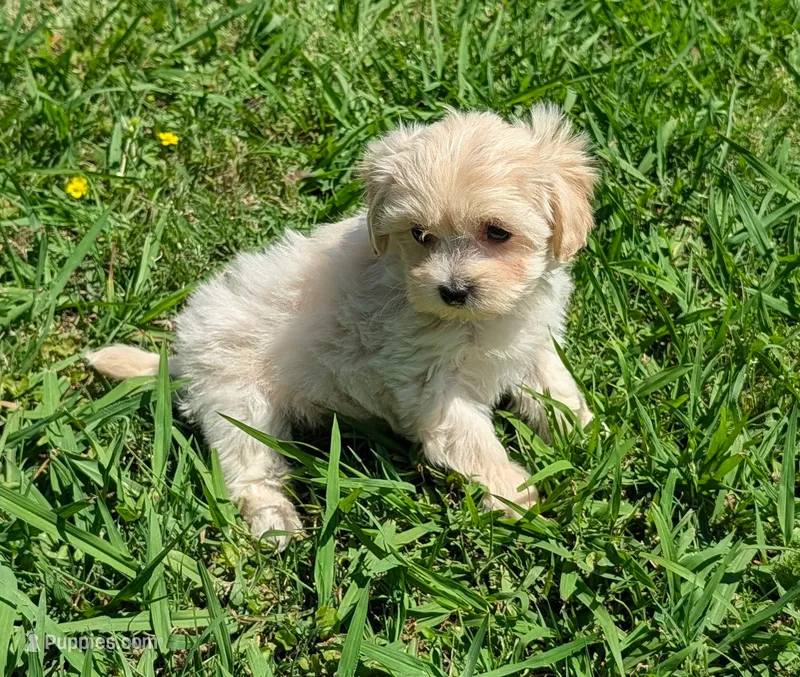 Julie – Maltipoo puppy for sale in Denton, TX