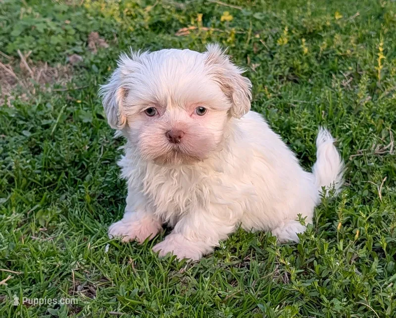 Vicky – Shih Tzu puppy for sale in Denton, TX