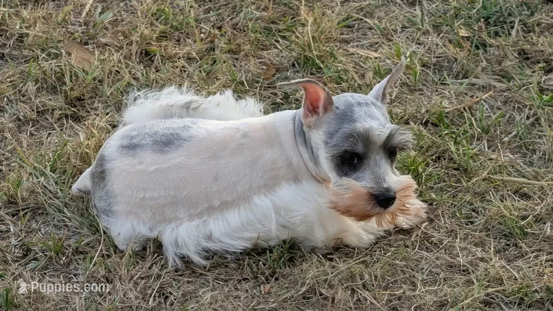 Bucky – Miniature Schnauzer puppy for sale in Denton, TX