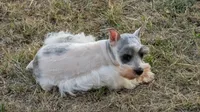 Bucky, a male Miniature Schnauzer for sale in Denton, TX – 1 of 1