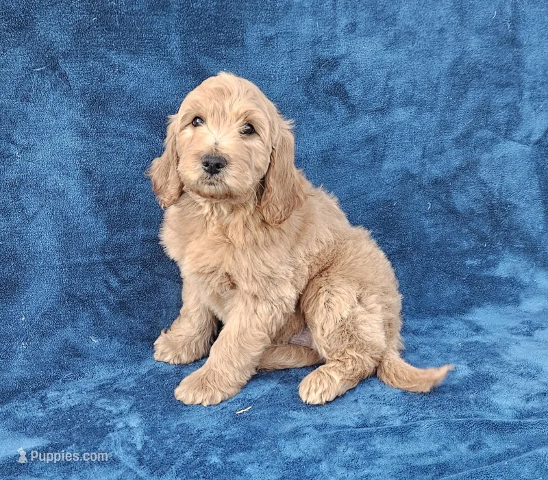 Cooper, a male Goldendoodle for sale in Denton, TX – Photo 1 of 1