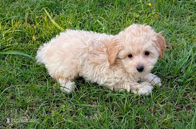 Charlie – Maltipoo puppy for sale in Denton, TX