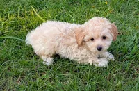 Charlie, a male Maltipoo for sale in Denton, TX – 1 of 1