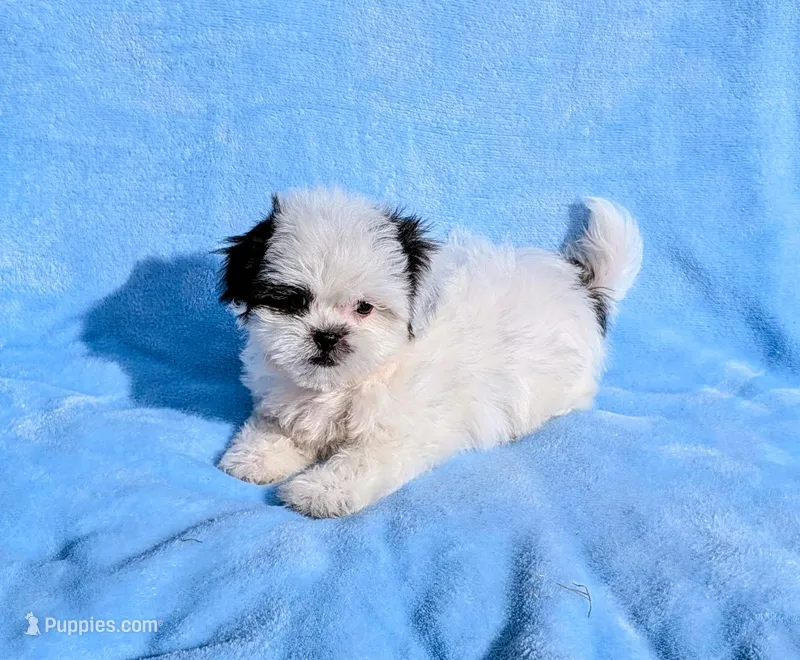 Nate – Shih Tzu puppy for sale in Denton, TX
