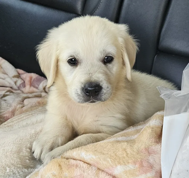 Hope – Golden Retriever puppy for sale in Denton, TX