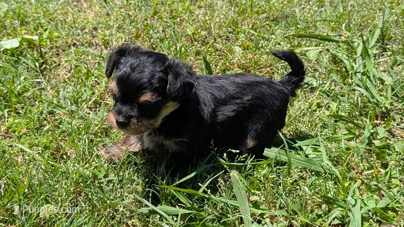 Teacup Nate – Morkie puppy for sale in Denton, TX