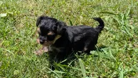 Teacup Nate, a male Morkie for sale in Denton, TX – 1 of 1