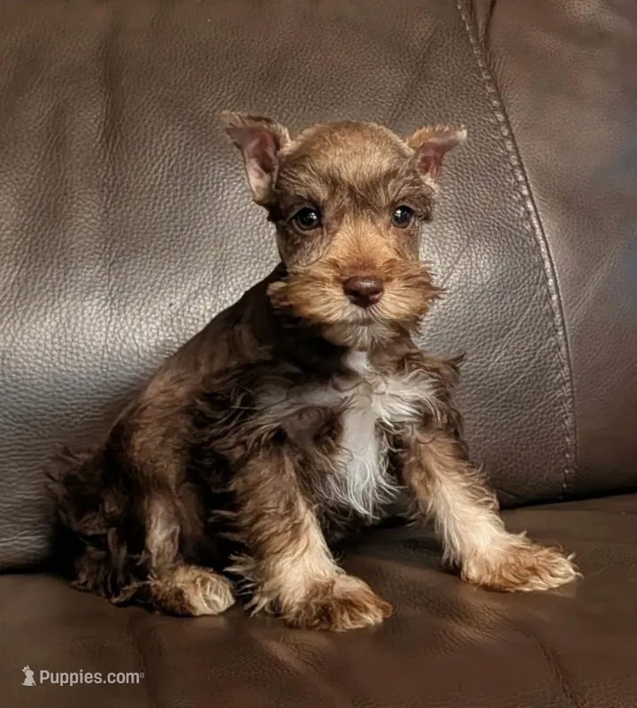 Kadie – Miniature Schnauzer puppy for sale in Denton, TX