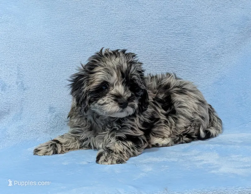 Zane – Aussiedoodle puppy for sale in Denton, TX