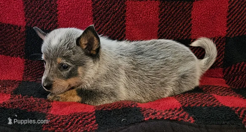 Zoe – Australian Cattle Dog puppy for sale in Denton, TX