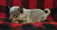 Zoe, a female Australian Cattle Dog for sale in Denton, TX – 1 of 1