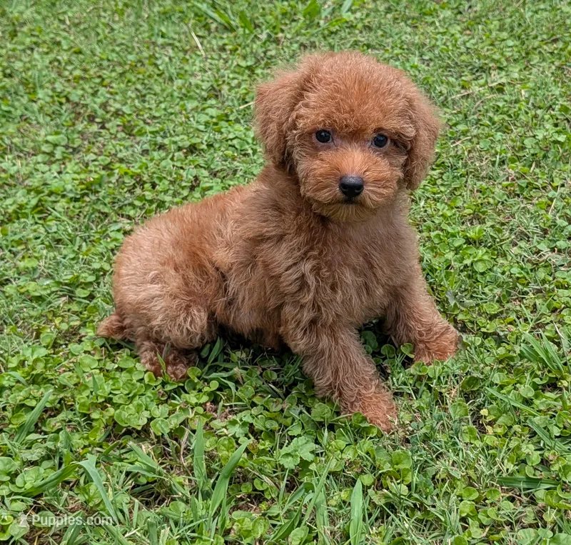 Bonnie – Goldendoodle puppy for sale in Denton, TX