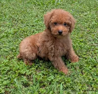 Bonnie, a female Goldendoodle for sale in Denton, TX – 1 of 1