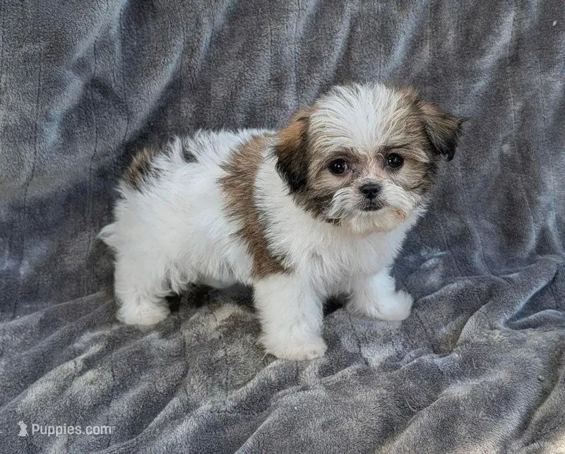 Jax – Shih Tzu puppy for sale in Denton, TX
