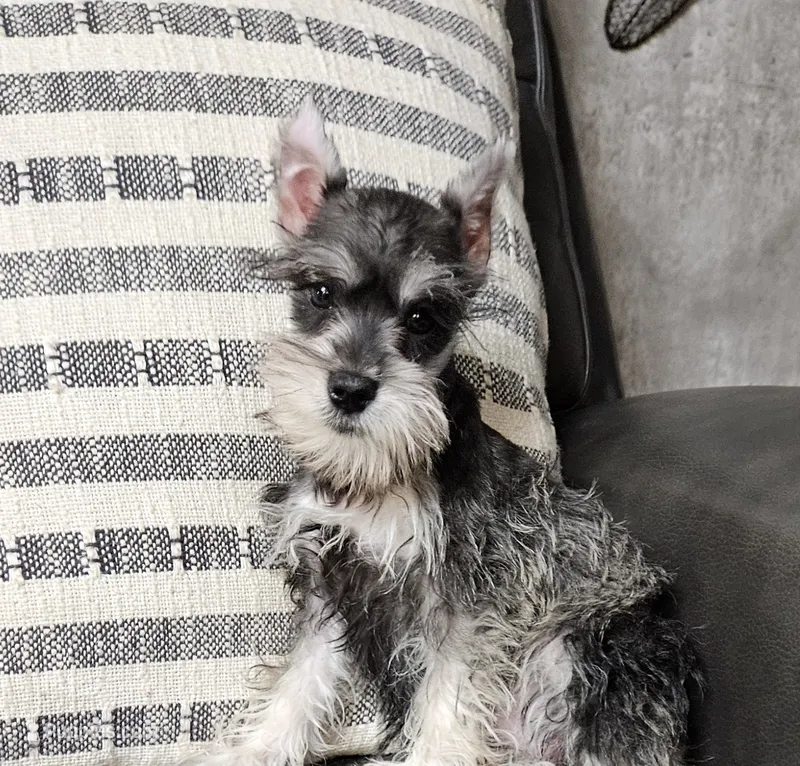 Jade – Miniature Schnauzer puppy for sale in Denton, TX