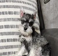 Jade, a female Miniature Schnauzer for sale in Denton, TX – 1 of 1