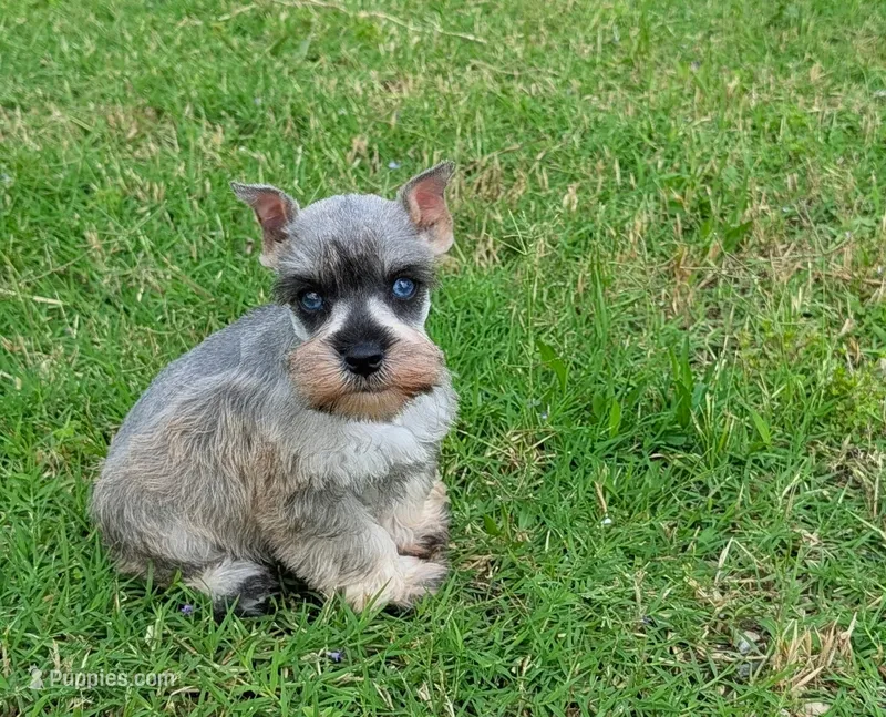 Toy Kade – Miniature Schnauzer puppy for sale in Denton, TX