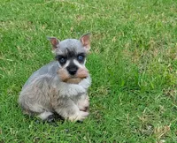 Toy Kade, a male Miniature Schnauzer for sale in Denton, TX – 1 of 1