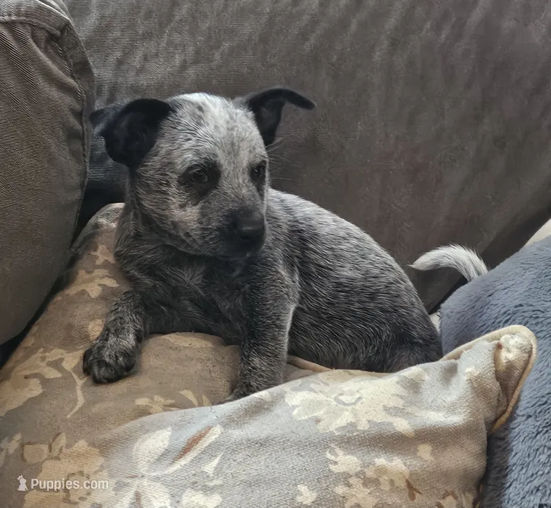 Bella – Australian Cattle Dog puppy for sale in Denton, TX
