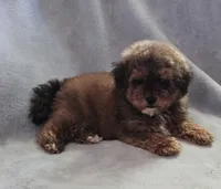 Toy Ricky , a male Maltipoo for sale in Denton, TX – 1 of 1