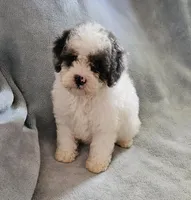 Toy Rita, a female Maltipoo for sale in Denton, TX – 1 of 1