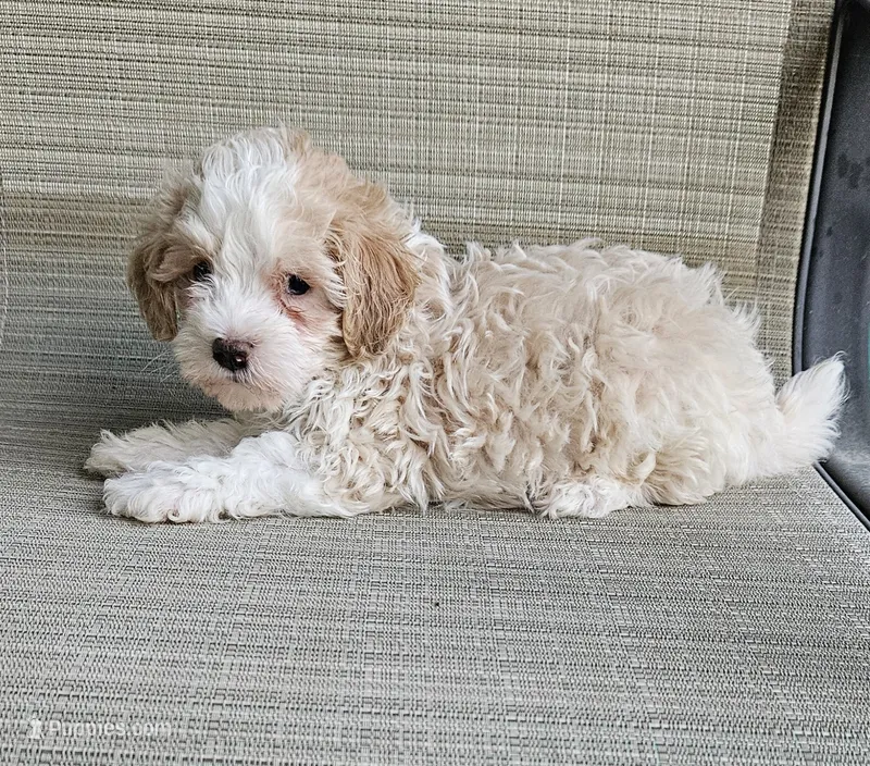 Jake – Maltipoo puppy for sale in Denton, TX