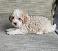 Jake, a male Maltipoo for sale in Denton, TX – 1 of 1
