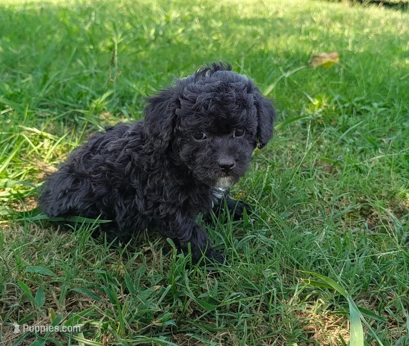 Matty – Maltipoo puppy for sale in Denton, TX