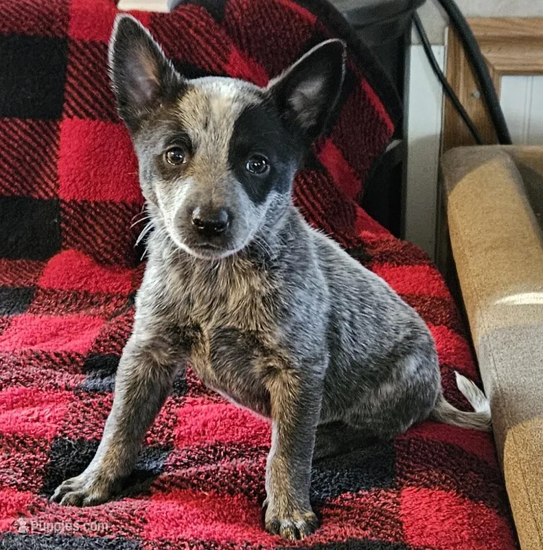 Bruno  – Australian Cattle Dog puppy for sale in Denton, TX