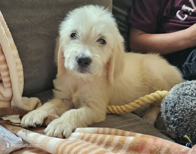 F1 Holly  – Goldendoodle puppy for sale in Denton, TX