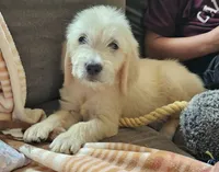 F1 Holly , a female Goldendoodle for sale in Denton, TX – 1 of 1