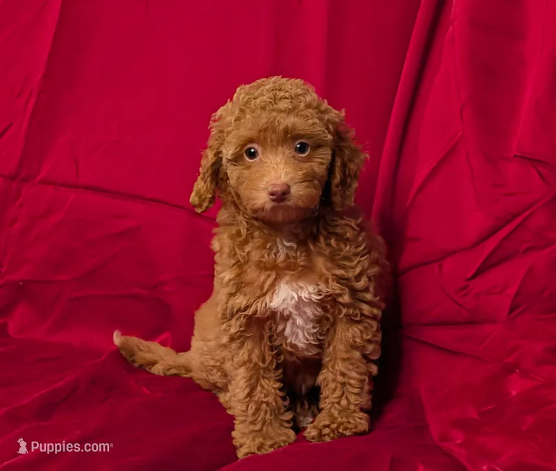 Mini Foxy  – Miniature Goldendoodle puppy for sale in Denton, TX