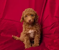 Mini Foxy , a female Miniature Goldendoodle for sale in Denton, TX – 1 of 1