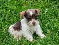 Lucas, a male Miniature Schnauzer for sale in Denton, TX – 1 of 1