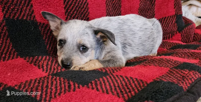 Rosie – Australian Cattle Dog puppy for sale in Denton, TX