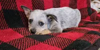 Rosie, a female Australian Cattle Dog for sale in Denton, TX – 1 of 1