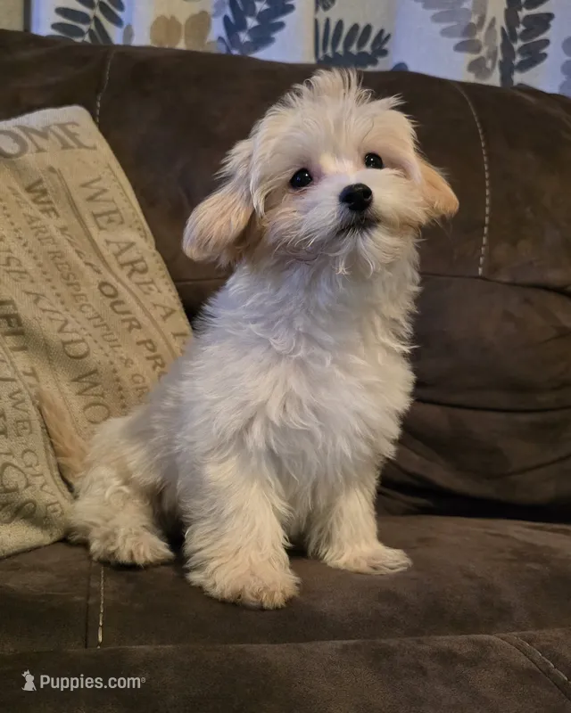 Julie – Maltipoo puppy for sale in Denton, TX