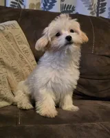 Julie, a female Maltipoo for sale in Denton, TX – 1 of 1