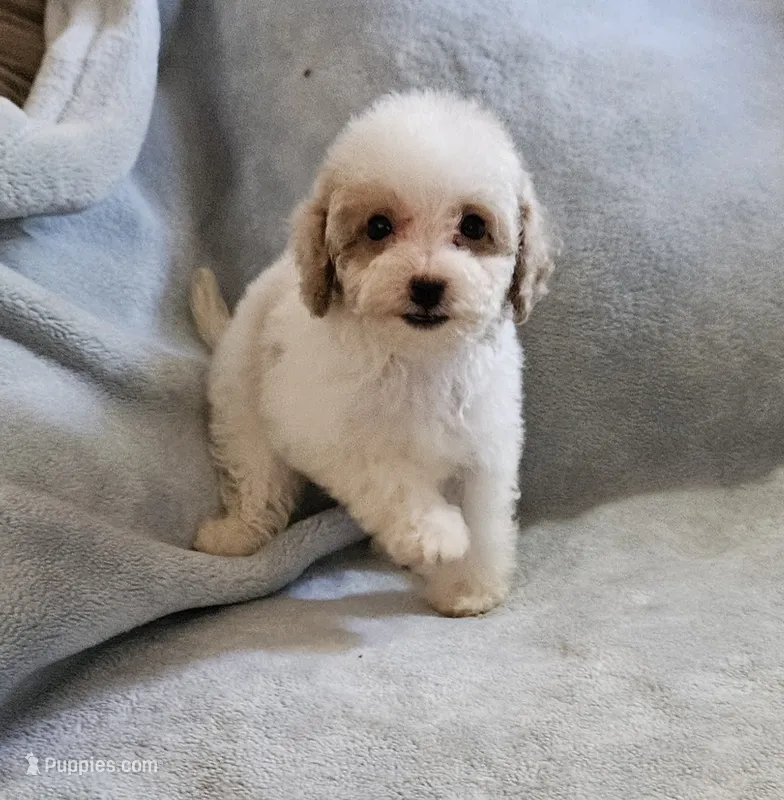 Teacup Mary – Maltipoo puppy for sale in Denton, TX