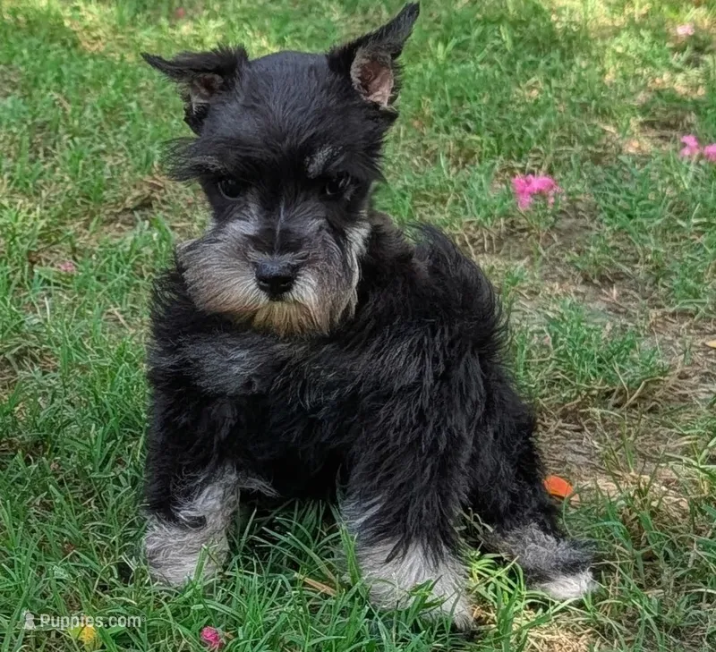Toy Pixie – Miniature Schnauzer puppy for sale in Denton, TX