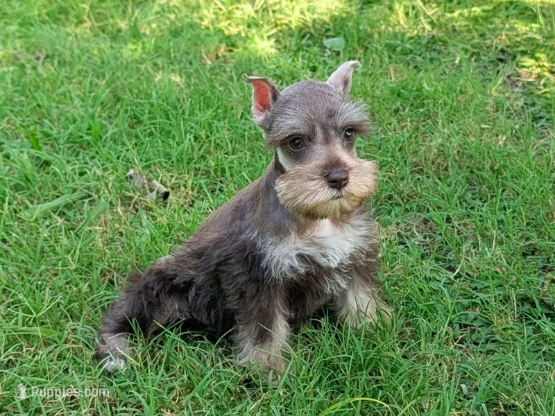 Misty – Shih Tzu puppy for sale in Denton, TX